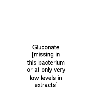 Gluconate [missing in this bacterium or at only very low levels in extracts]